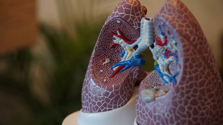 Cross section view of the lungs organ