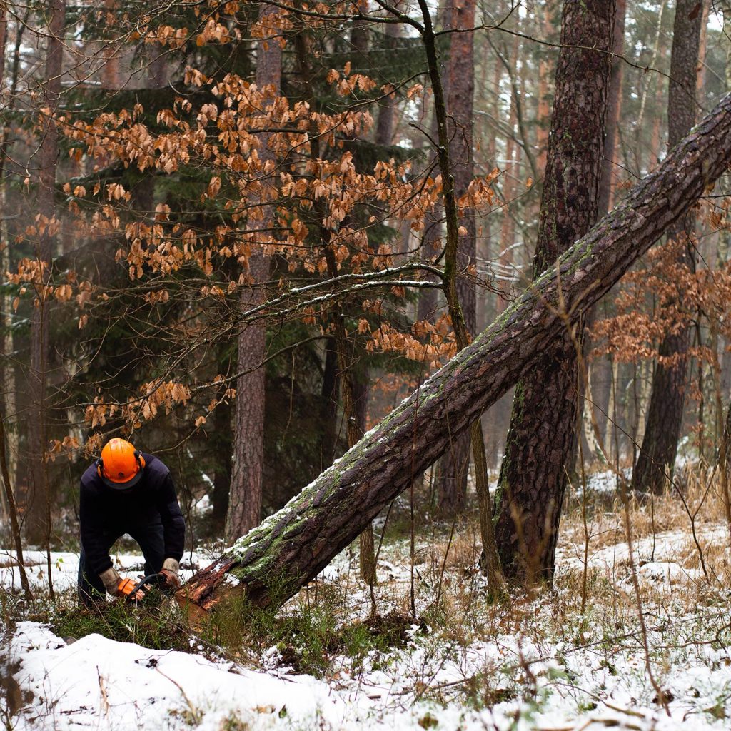 cutting down trees - Agriculture, Forestry and Fishing