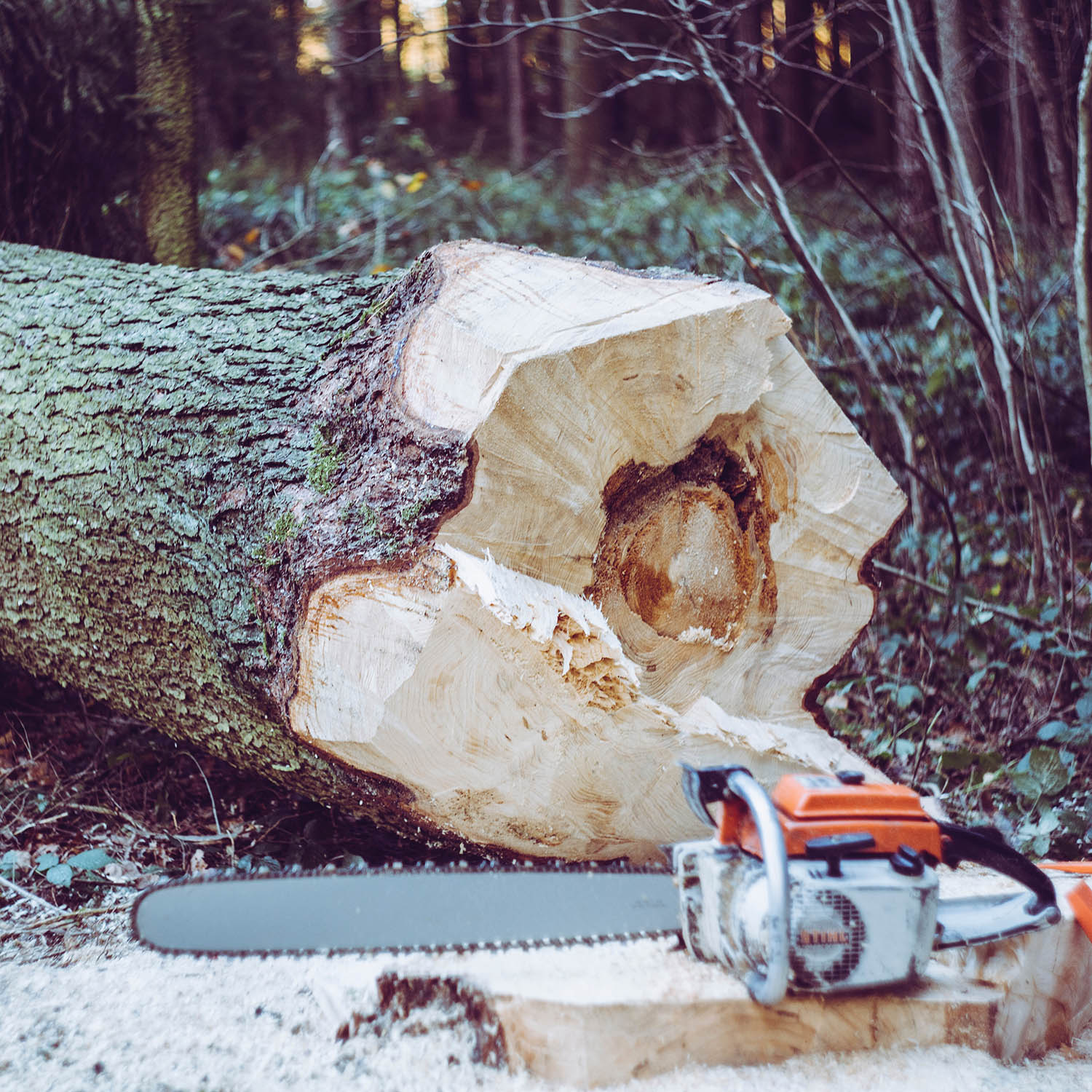 forestry logging tree felling wood dust