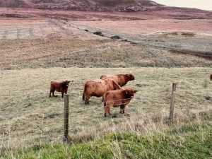 Cows on a farm in the UK, farming and agriculture, trampled by cattle