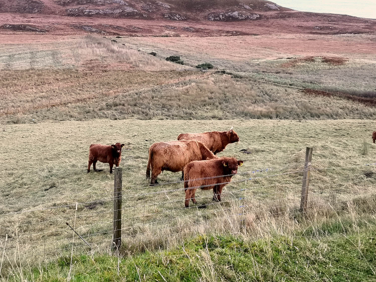 Cows on a farm in the UK, farming and agriculture, trampled by cattle